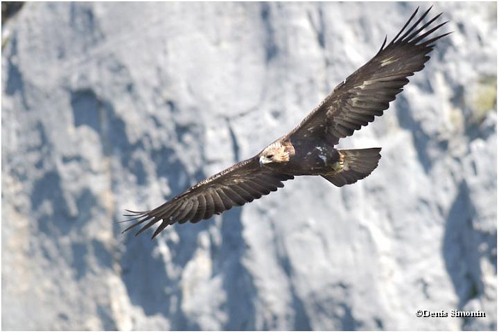 Aigle royal en vol